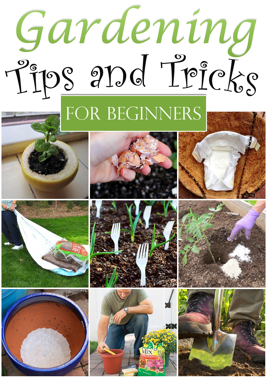 Gardening Tips And Tricks