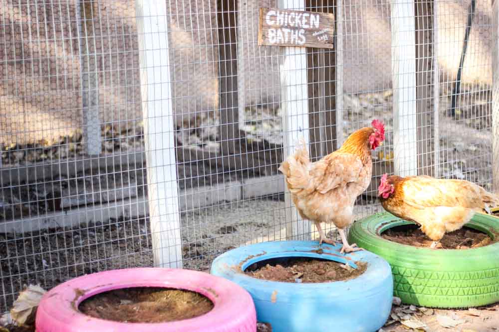 Repurpose Old Tires As Chicken Baths