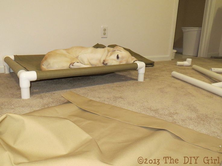 Build an elevated dog cot with PVC pipes for legs