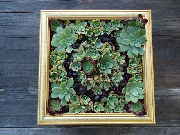 Create a living picture with succulents