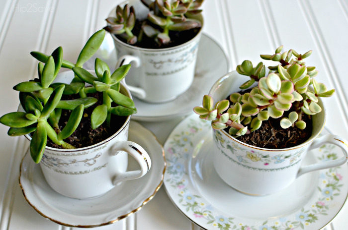 Create a tea cup succulent garden