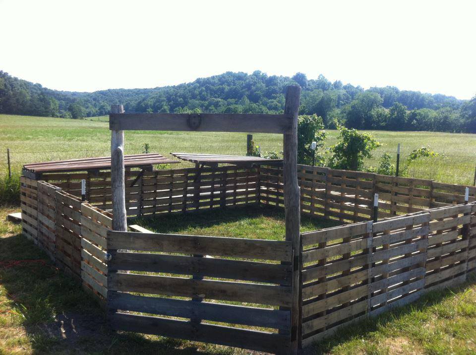 Pallet fence for pigs or goats