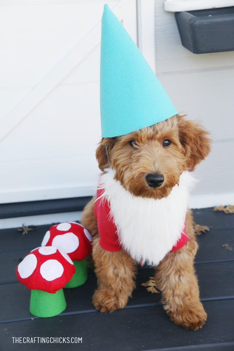 Garden Gnome Dog Costume