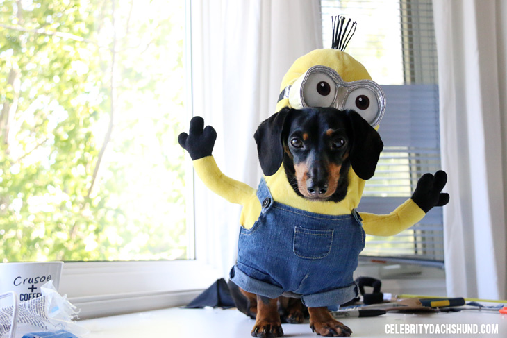 minion halloween costume for dogs