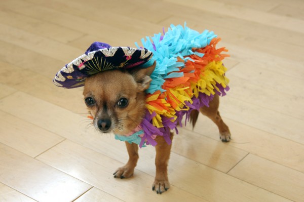 Pinata Pet Costume