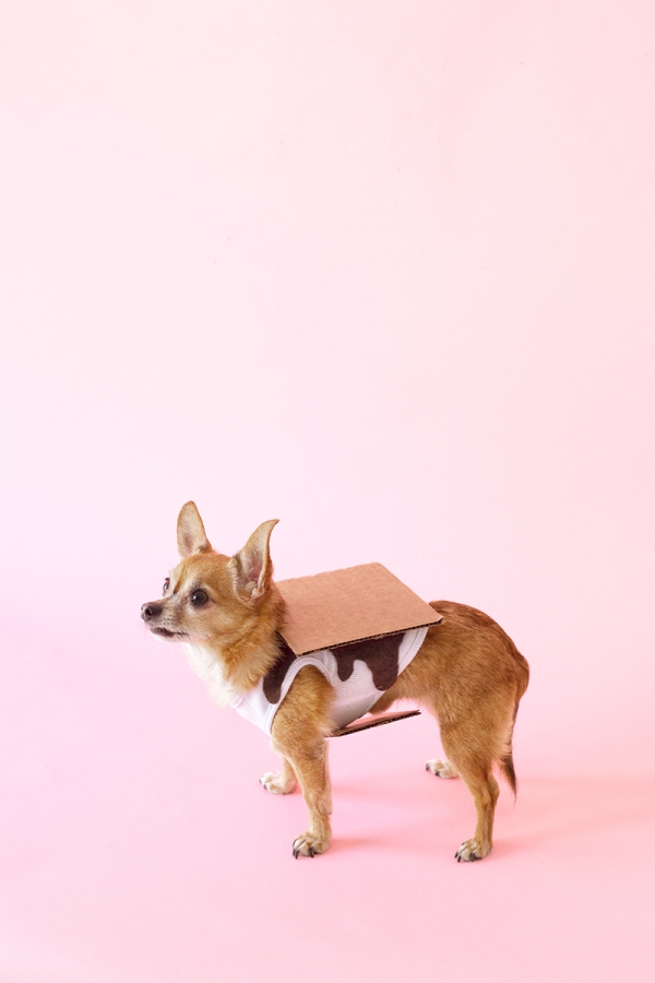 S'mores Dog Costume