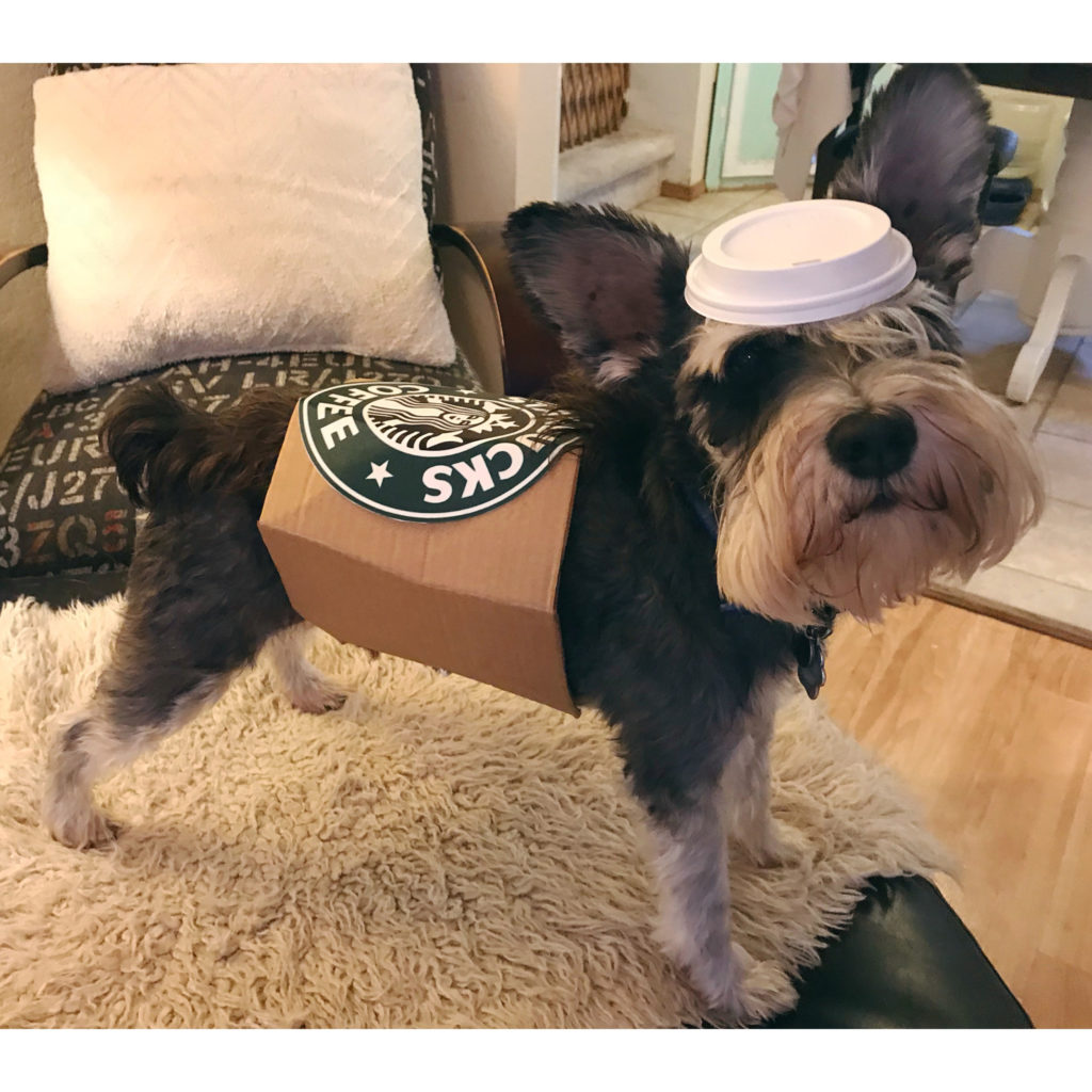 Starbucks Cup Dog Costume