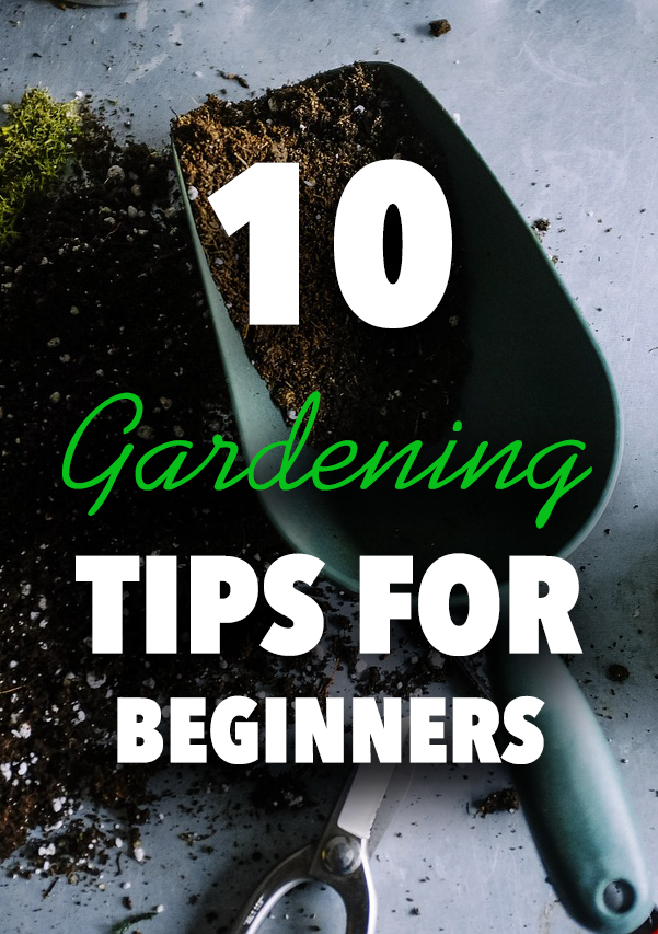 10 Seriously Useful Gardening Tips For Beginners Diy To Try