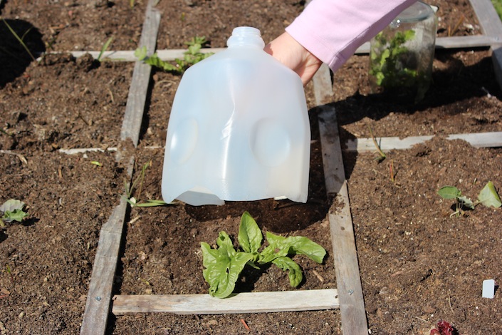 Mini Greenhouse