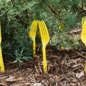 Place a few plastic forks around your plants